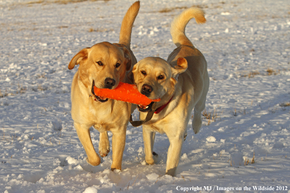 Yellow Labs playing. 