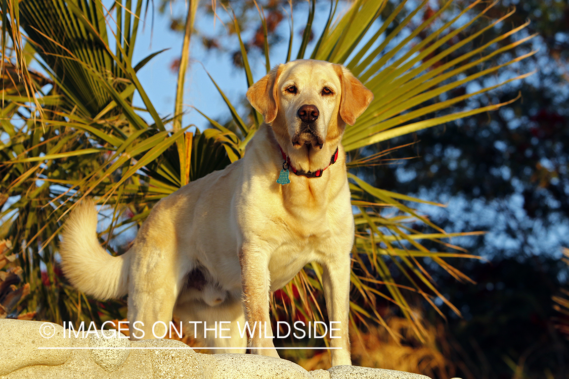 Yellow Lab in Mexico.