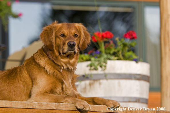 Golden Retriever sitting on deck.