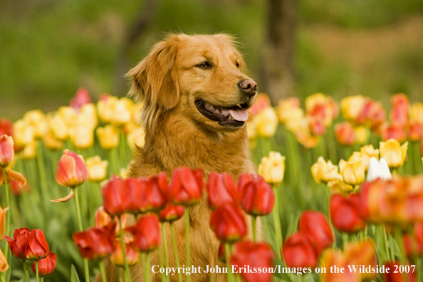 Golden Retriever in tulips
