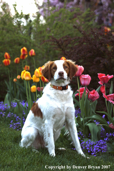Brittany Spaniel