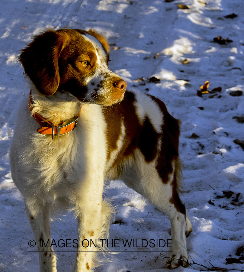 Brittany Spaniel in field.