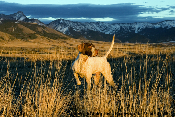 English Pointer on point