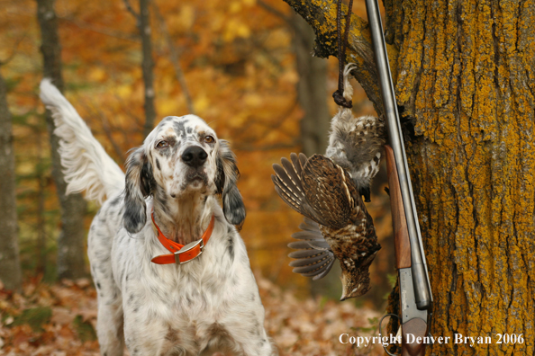  English Setter with bagged grouse and gun in woods