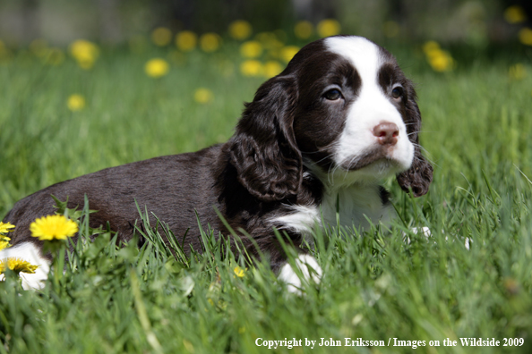 Springer Spaniel puppy in grass