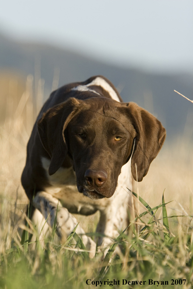 German Shorthaired Pointer