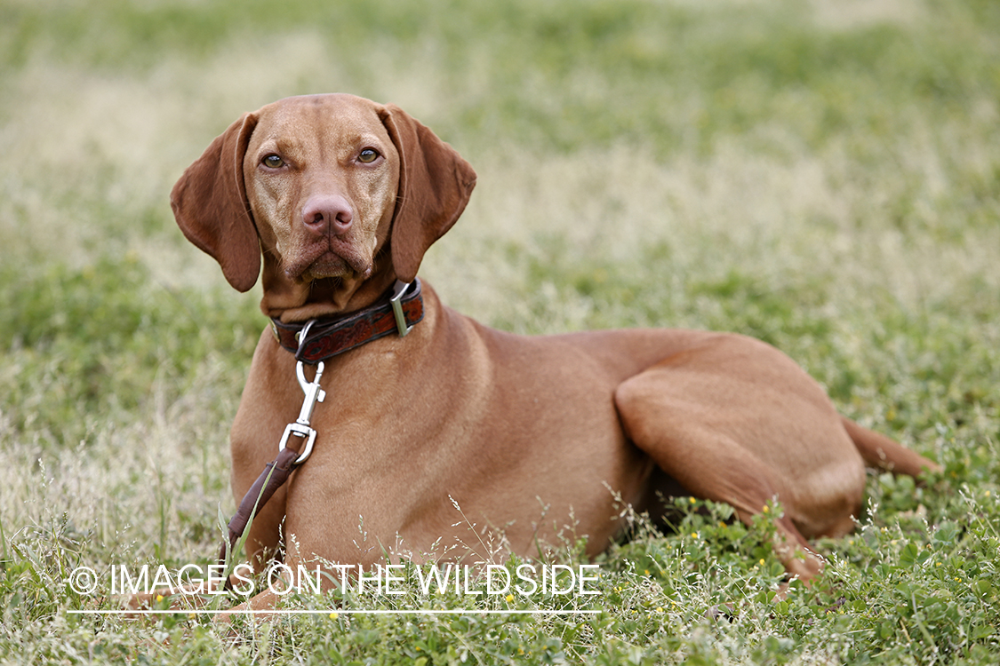 Vizsla in field. 