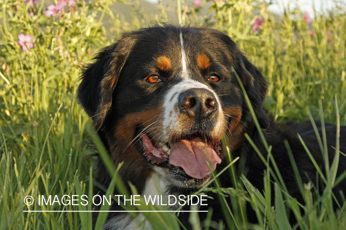 Bernese Mountain Dog. 