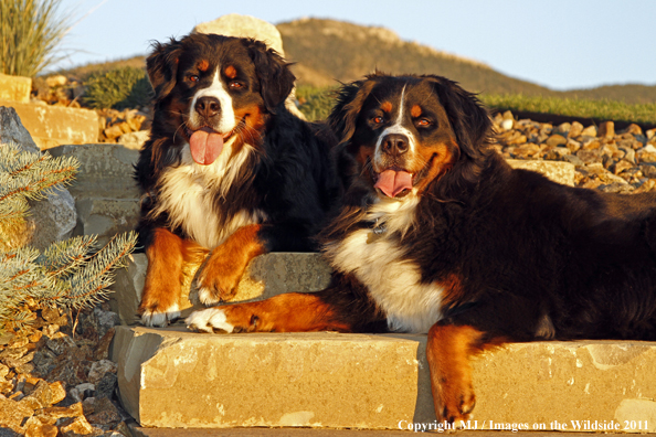 Bernese Mountain Dogs.
