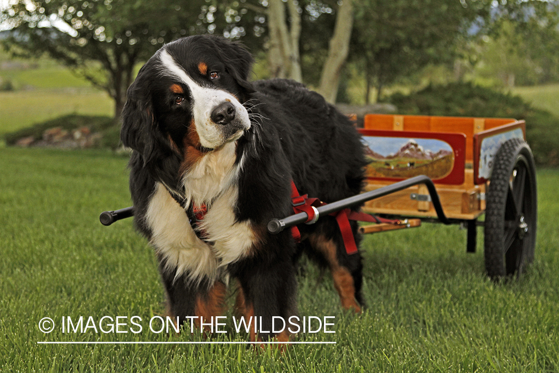 Bernese Mountain Dog pulling a wagon.
