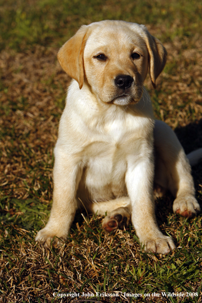 Yellow Labrador Puppy