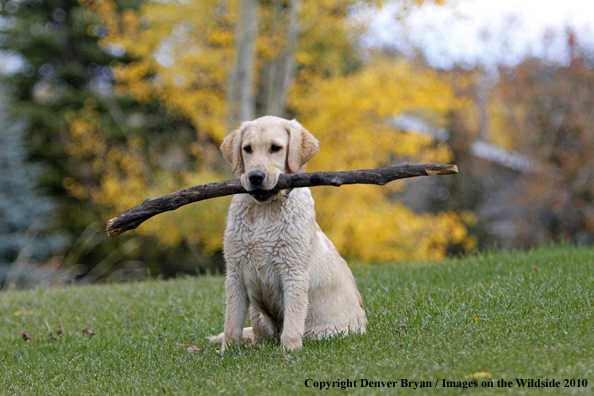 Yellow Labrador Retriever Puppy with stick