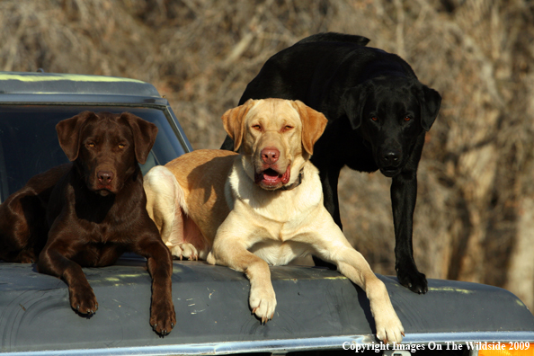 Multi-colored Labrador Retrievers in field