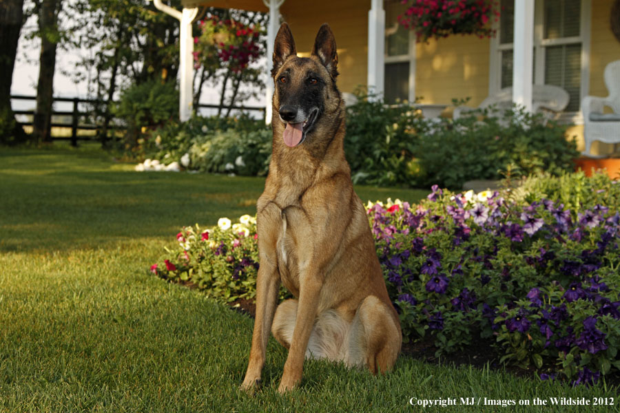 Malinois in yard.