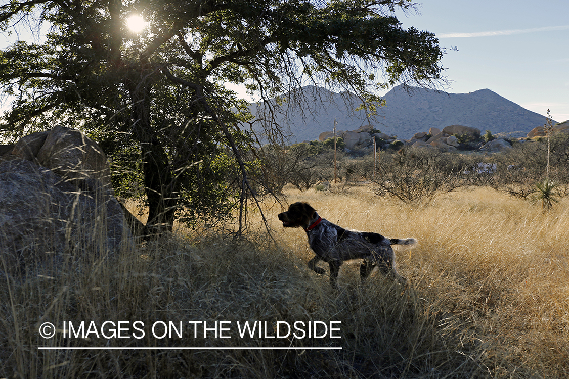 Wirehaired Pointing Griffon on point.