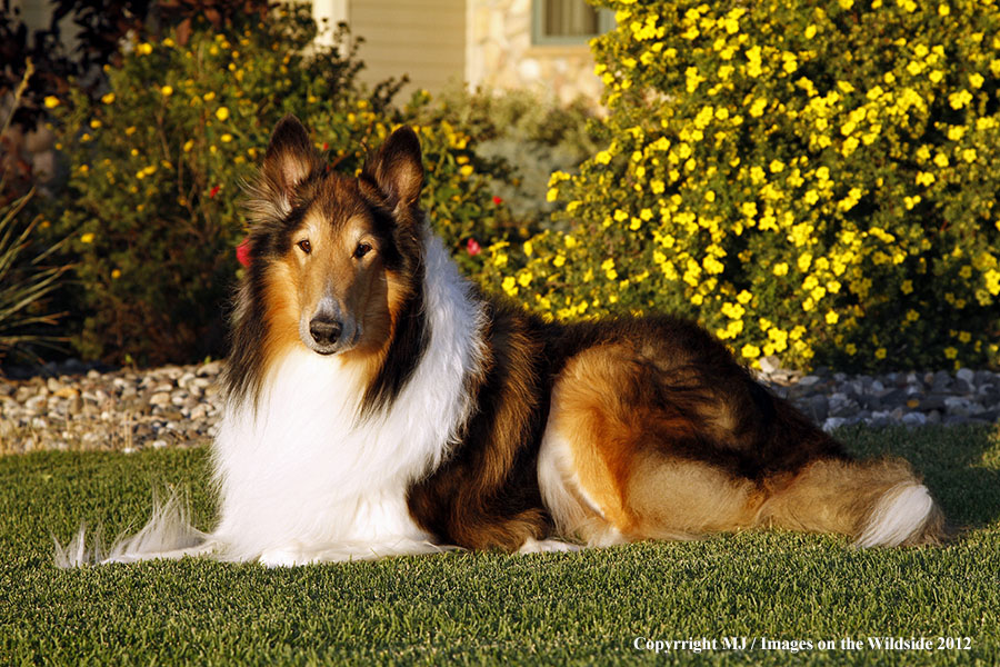 Collie in yard.