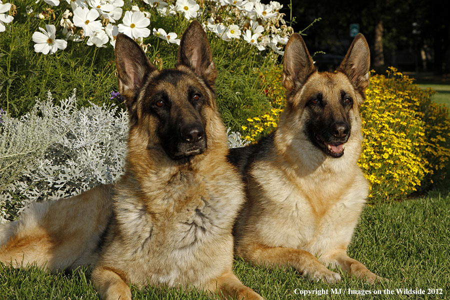 German Shepherds