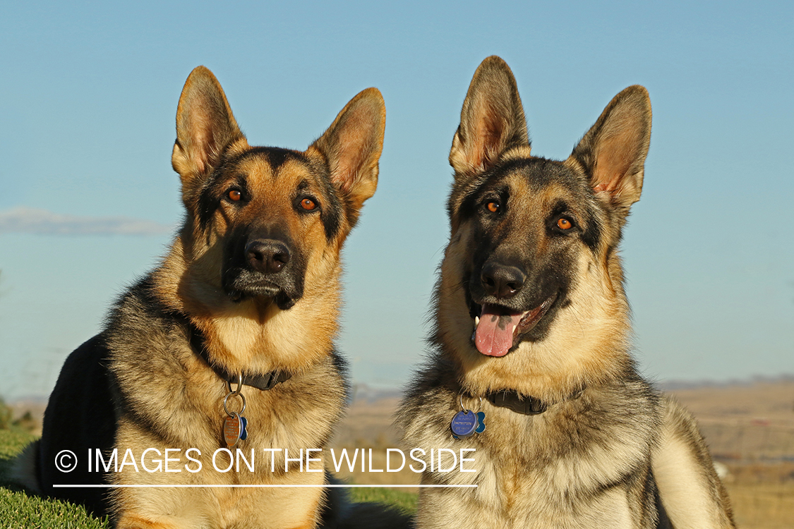 German Shepherds in grass.