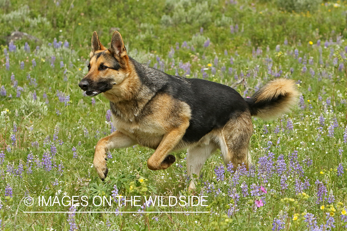German Shepherd running.