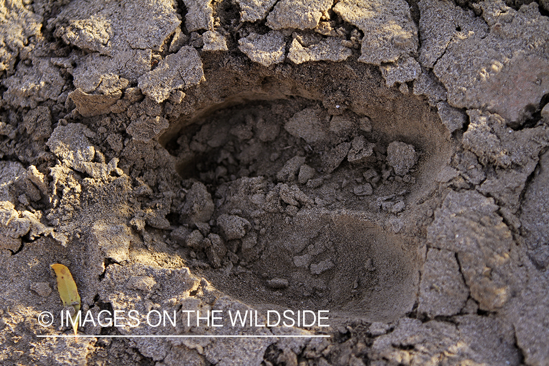 Shiras Moose tracks in dirts. 