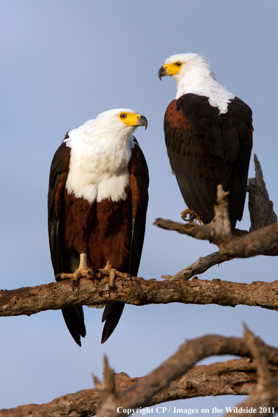 African fish eagles in tree. 