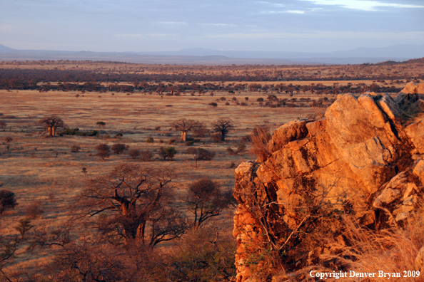 African landscape with Baobab Trees.