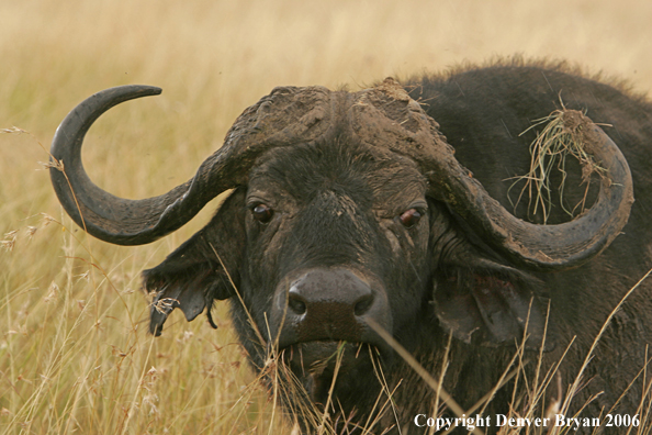 African Cape Buffalo