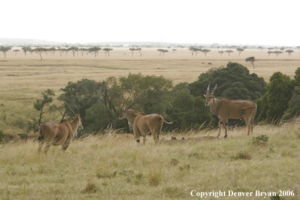 African Eland on plains