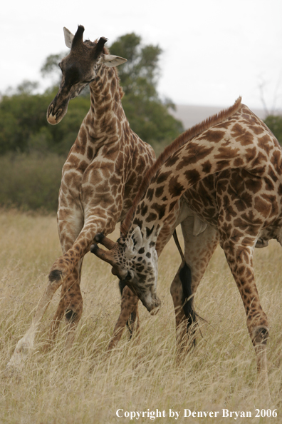 African Masai Giraffes fighting