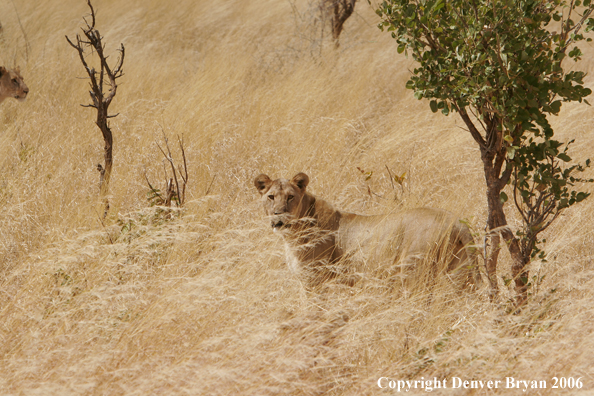 African lionesses 