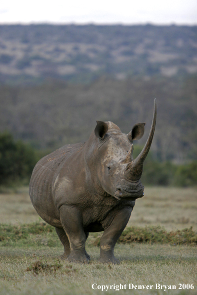 White African Rhinocerous