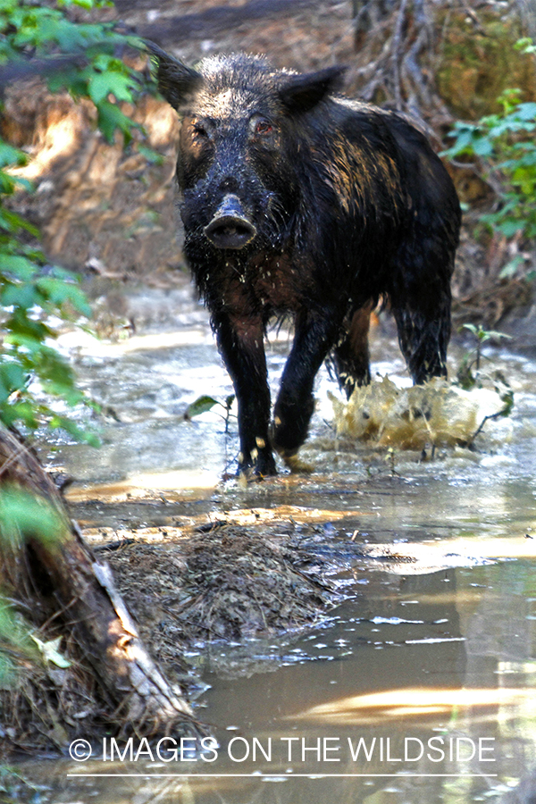 Feral hog in habitat.