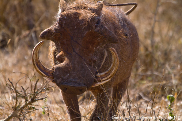 Warthog in habitat. 