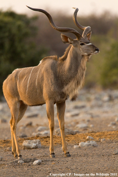 Kudu in habitat. 