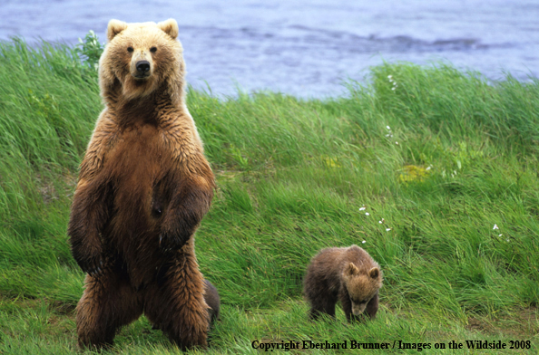 Brown Bear in habitat