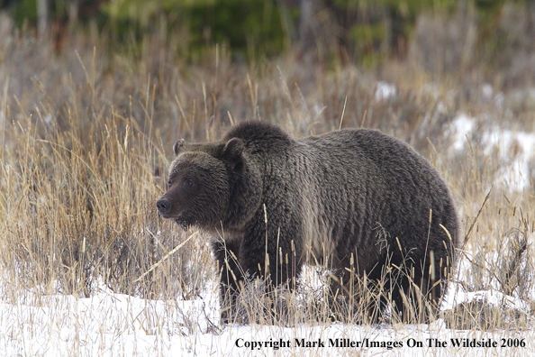 Grizzly bear in habitat.