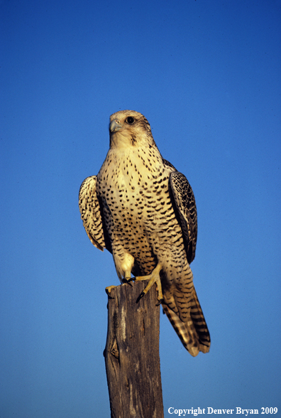 Gyr Falcon