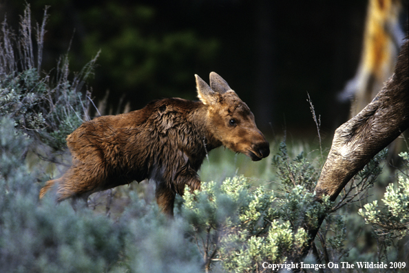 Moose Calf