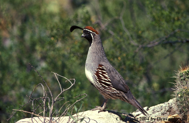 Gamble's Quail.