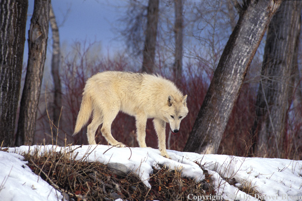 Gray wolf in winter habitat.