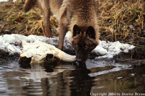 Gray wolf with cows skull.