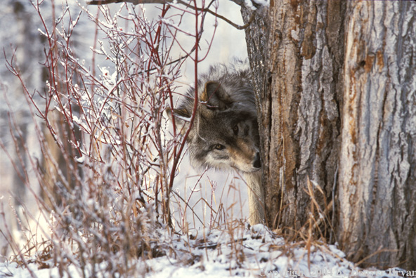 Gray wolf in winter habitat.
