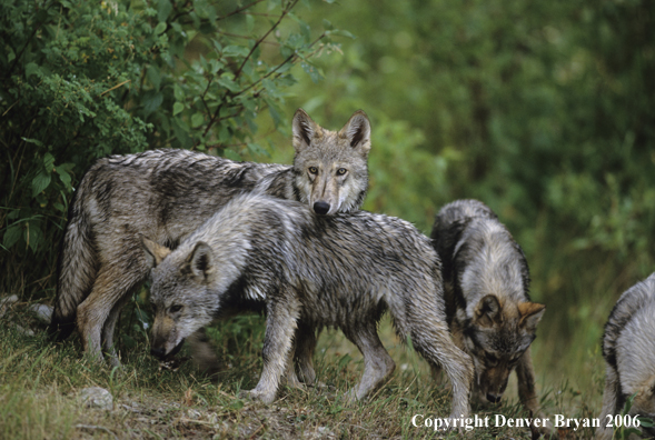 Gray wolf pups in habitat.