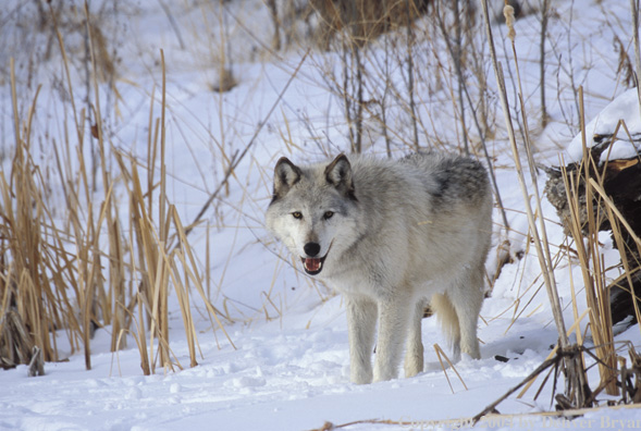 Gray wolf in winter habitat.