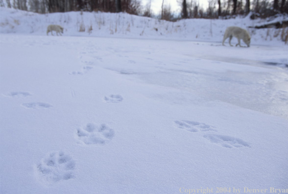 Gray wolves in winter habitat.