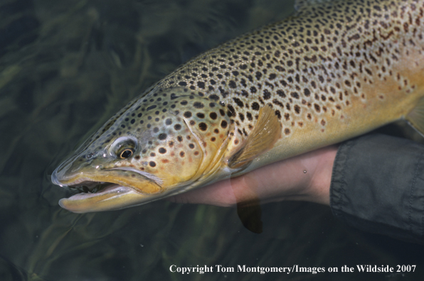Brown Trout