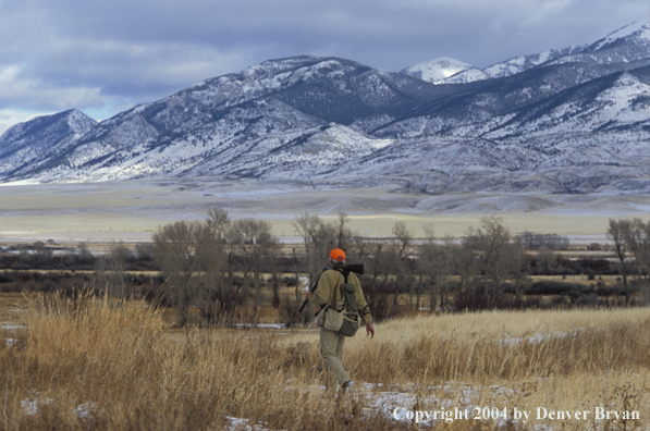Upland bird hunter.