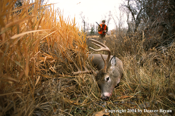 Hunter approaching downed white-tailed deer.