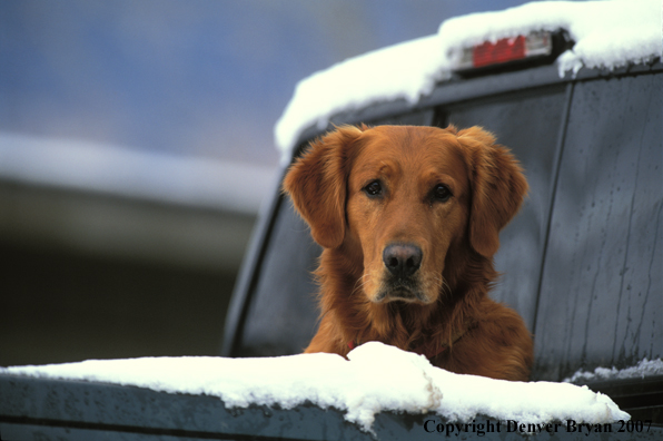 Golden Retriever in truck bed.