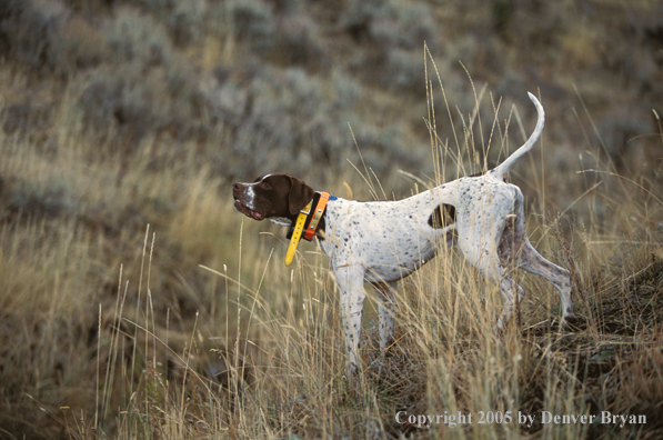 English Pointer.